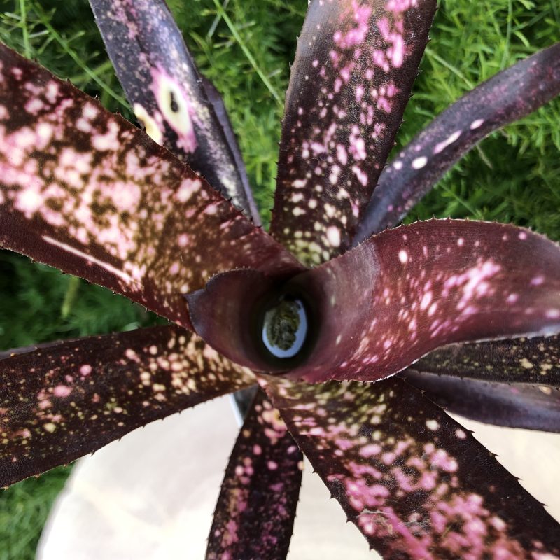 Billbergia 'Hallelujah'