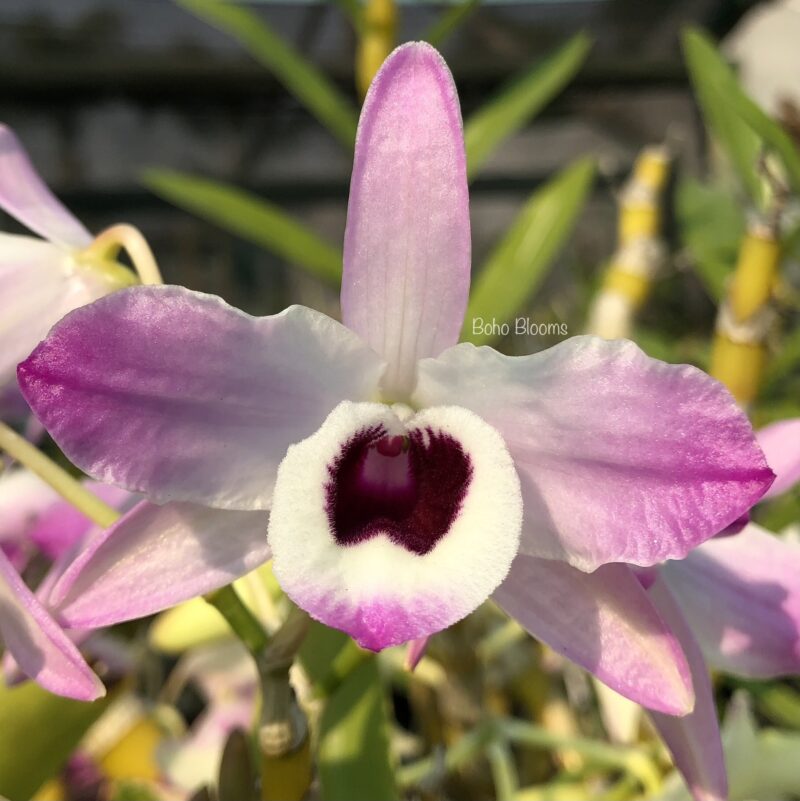 Dendrobium nobile