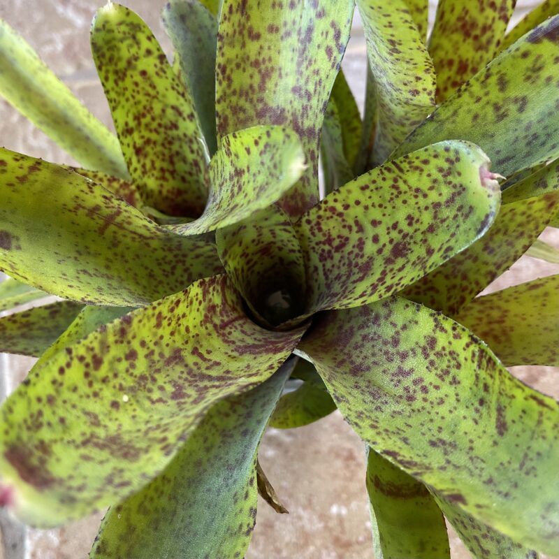 Neoregelia 'Guinea'