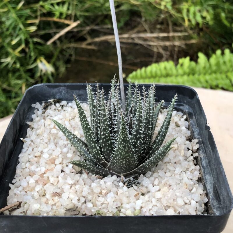Aloe haworthioides