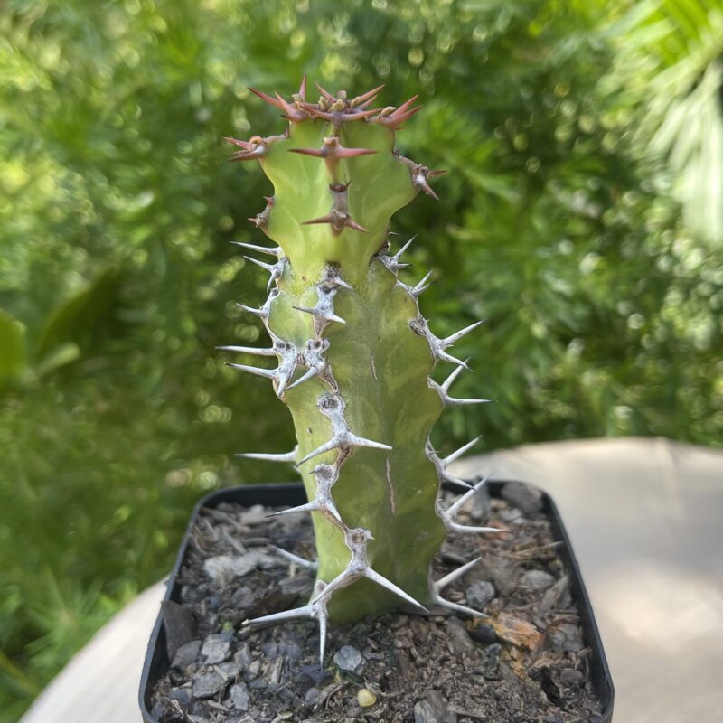 Euphorbia pseudocactus