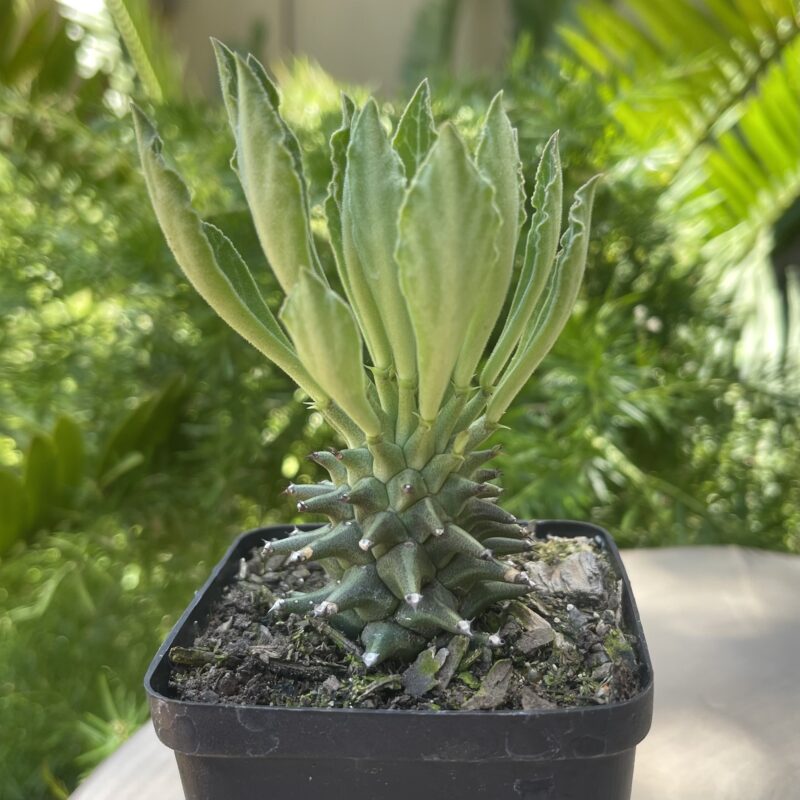 Euphorbia schubei