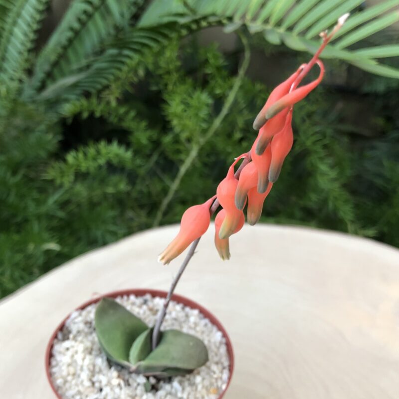 Gasteria glomerata - Image 3