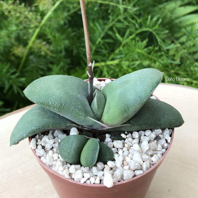 Gasteria glomerata