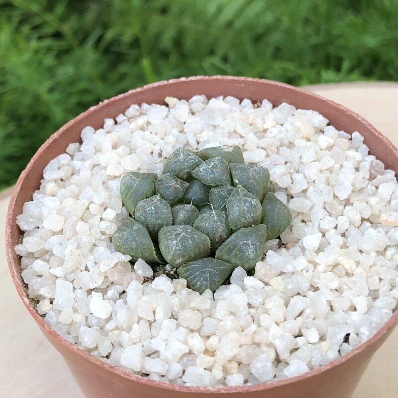 Haworthia cooperi var. truncata - Image 2