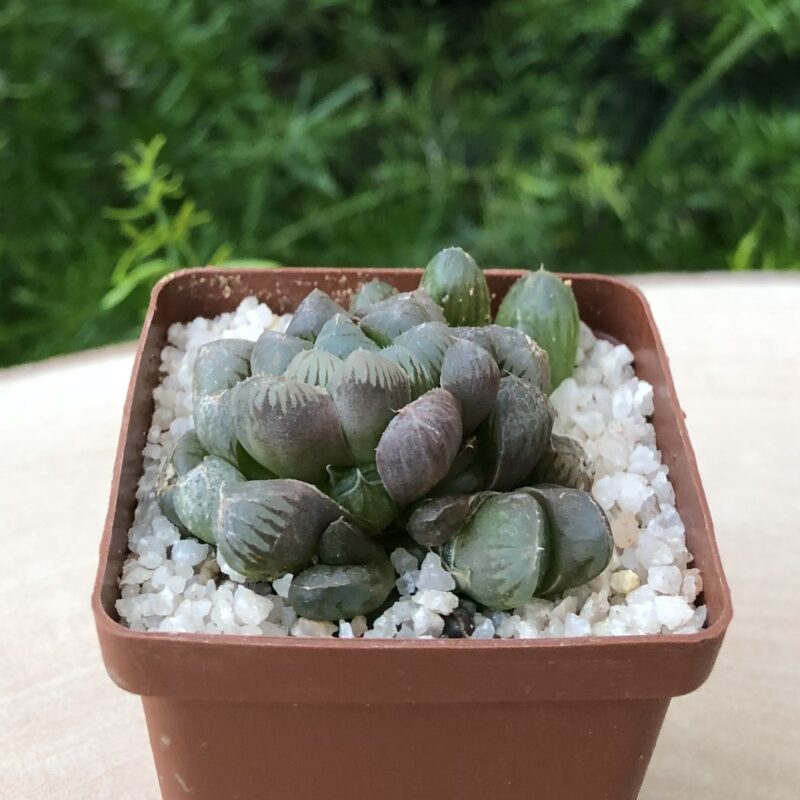 Haworthia cooperi var. truncata