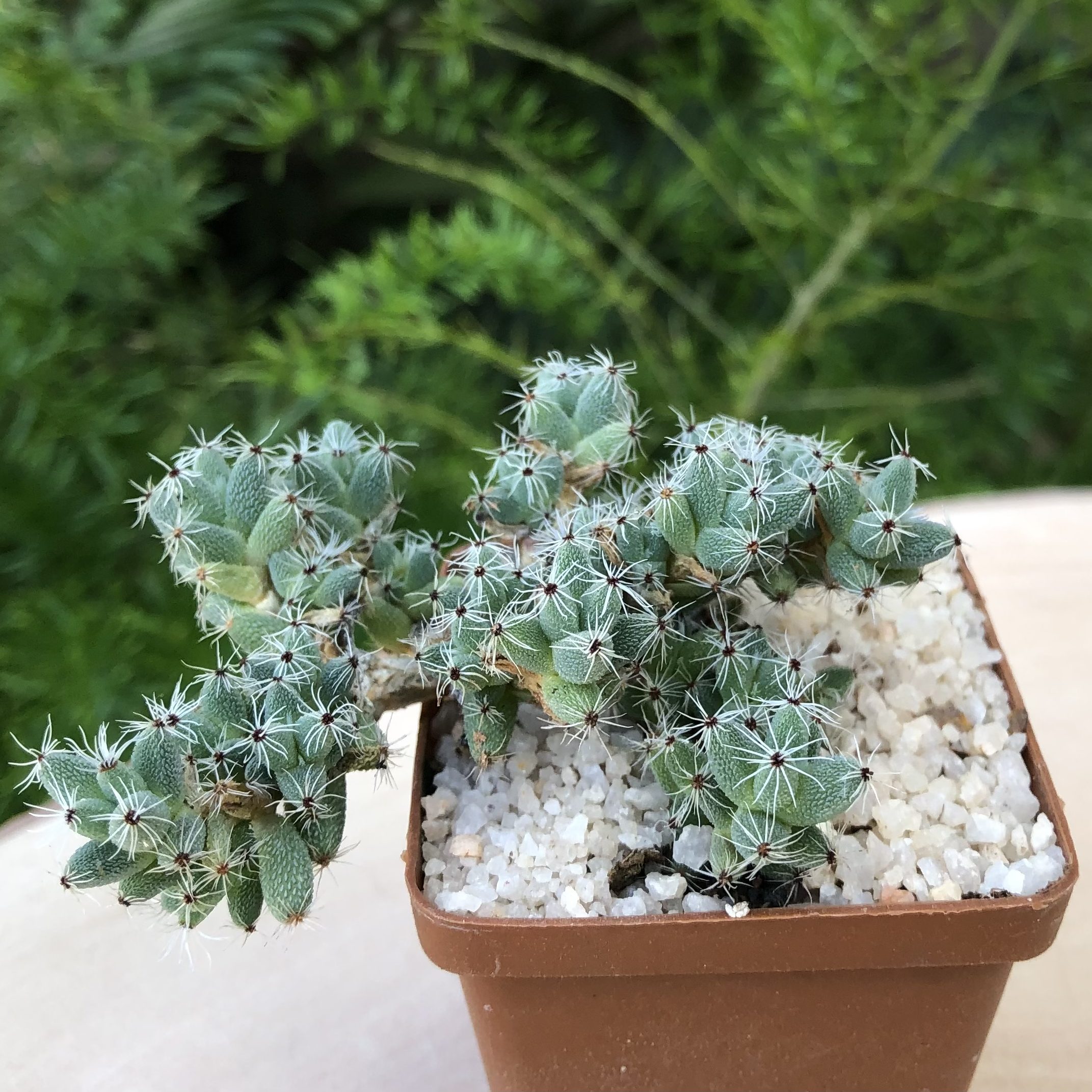 Trichodiadema densum