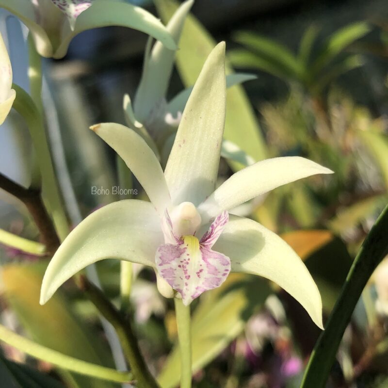 Dendrobium Berry x Ranger