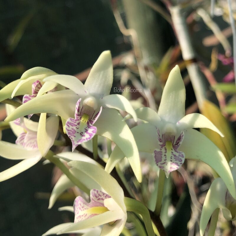 Dendrobium Berry x Ranger - Image 2