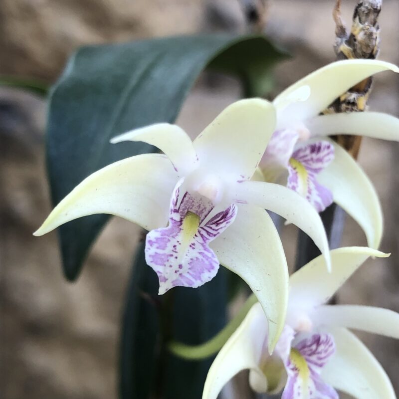 Dendrobium Berry x Ranger - Image 3