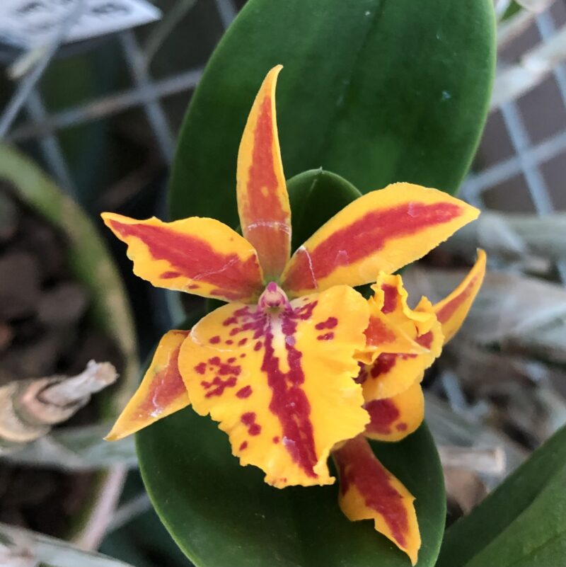 Epicatanthe Hsiang Yu 'Gold Coast'