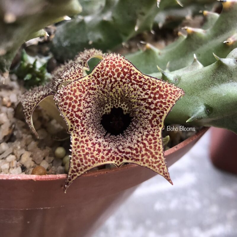 Huernia boleana