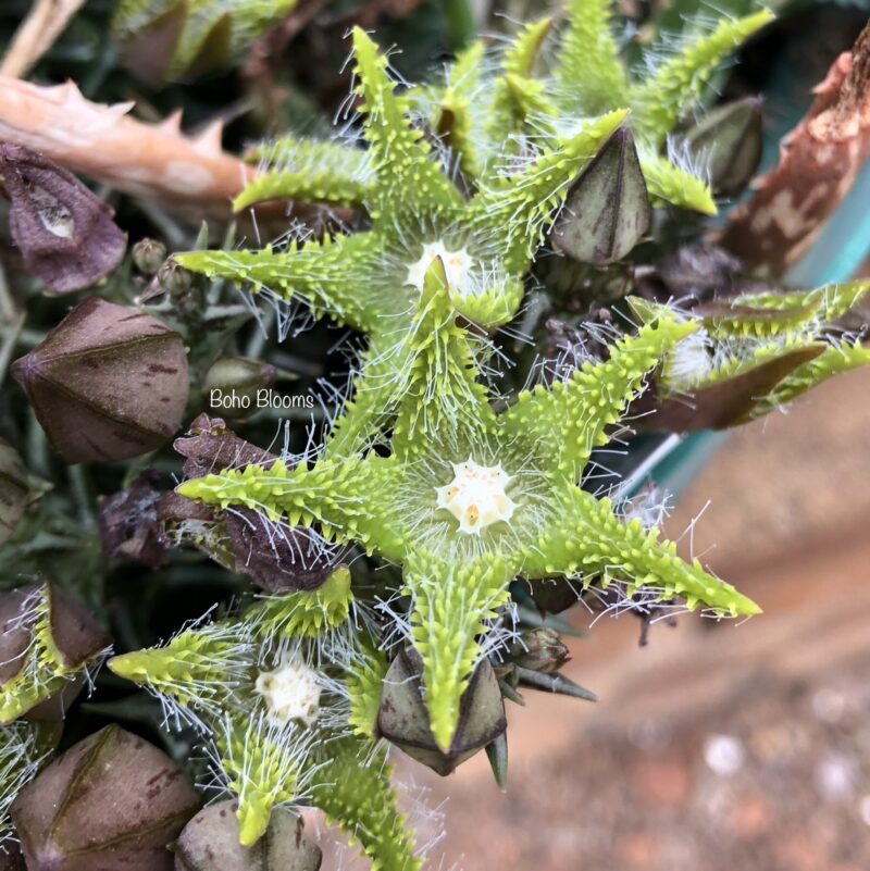 Orbea dummeri