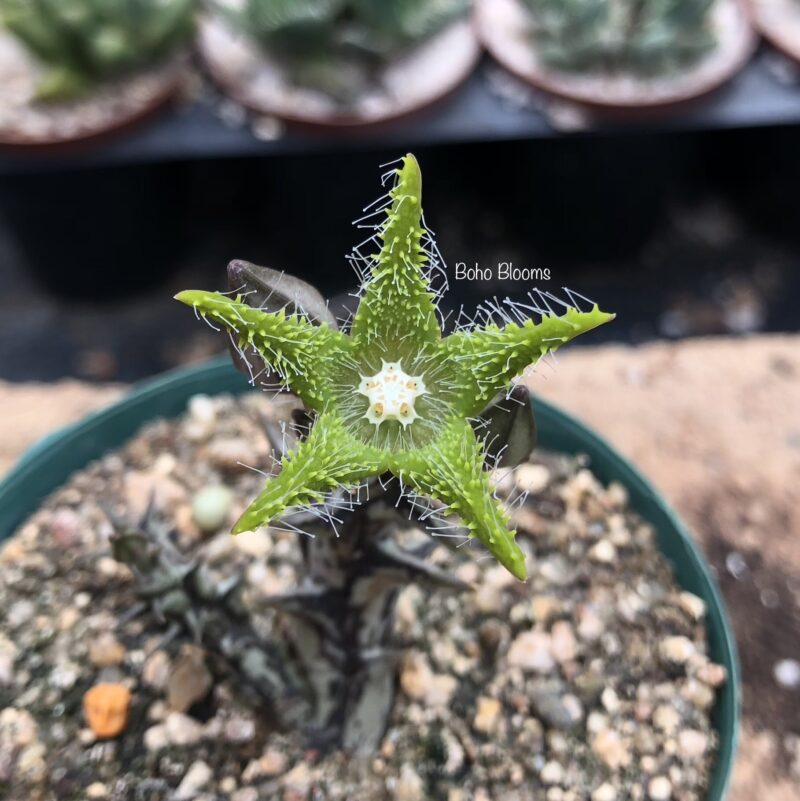 Orbea dummeri - Image 2