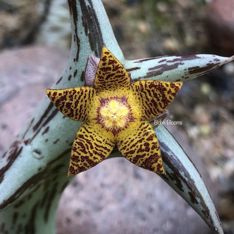 Orbea schweinfurthii