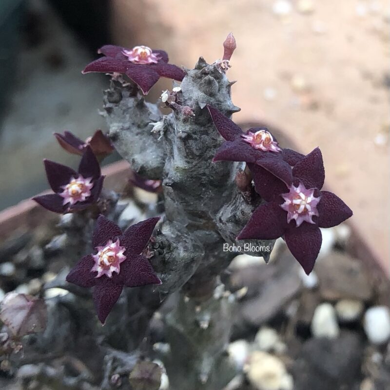 Australluma ubomboensis (Wyllie's Poort)