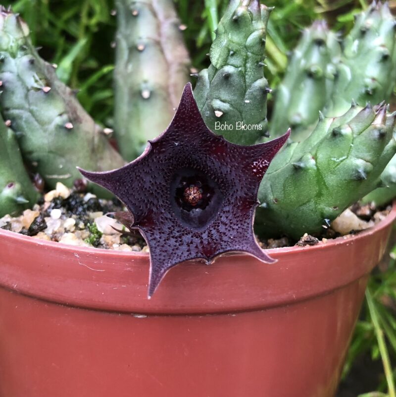Huernia keniensis var nairobiensis