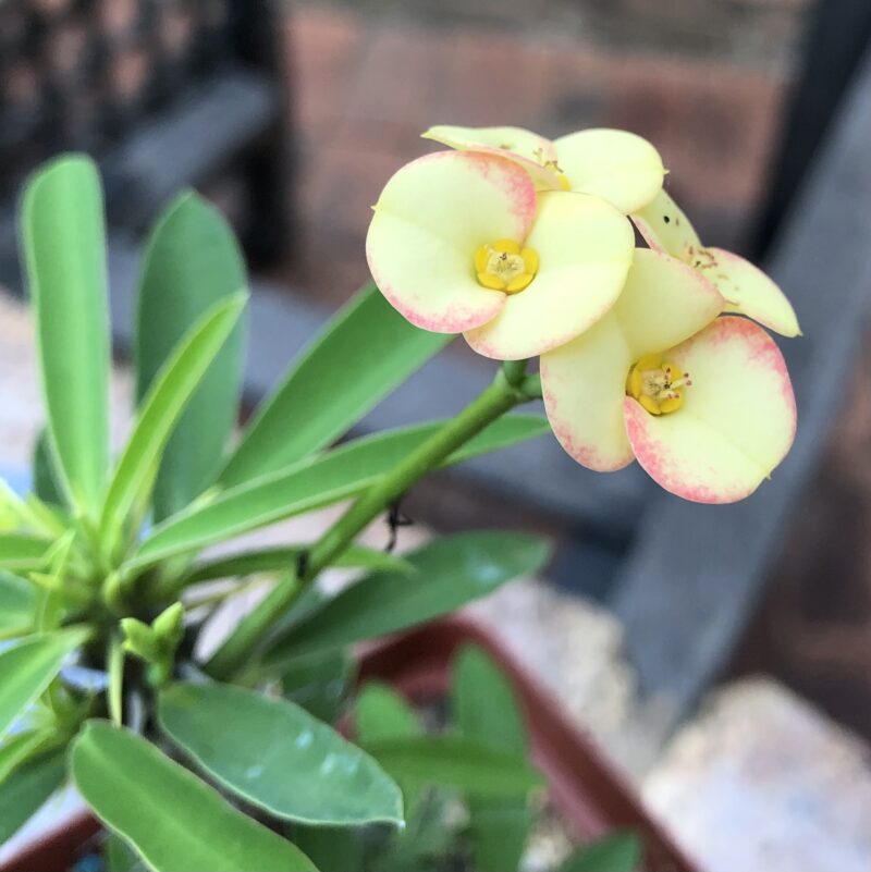 Euphorbia milii var. roseana