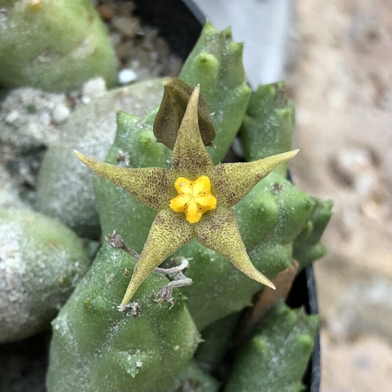 Piaranthus geminatus subsp geminatus (Baviaanskloof)