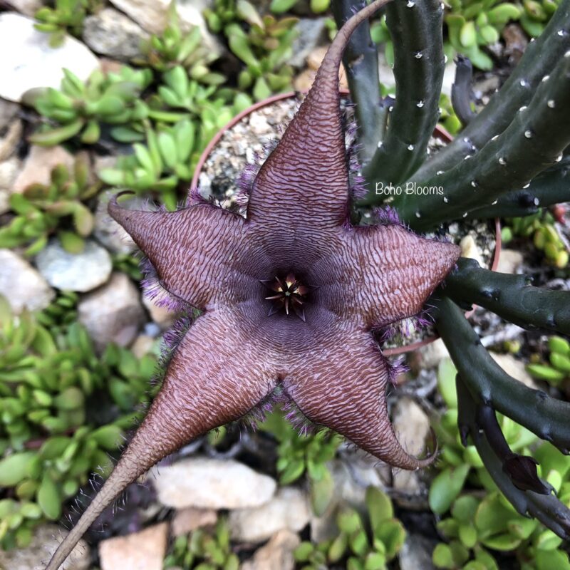 Stapelia schinzii var angolensis