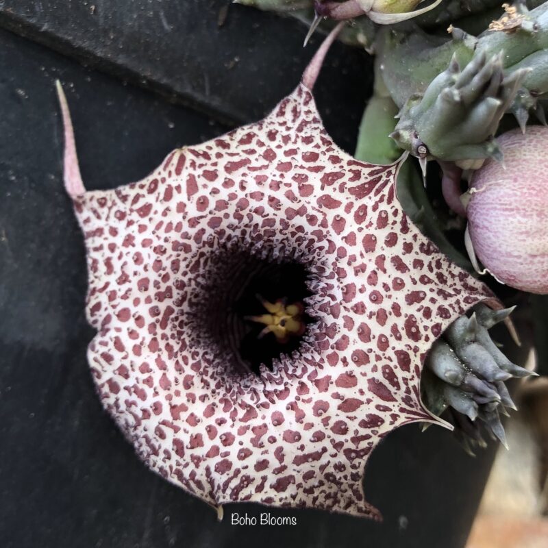 Huernia hislopii ssp. hislopii (Guro, Mocambique) - Image 2