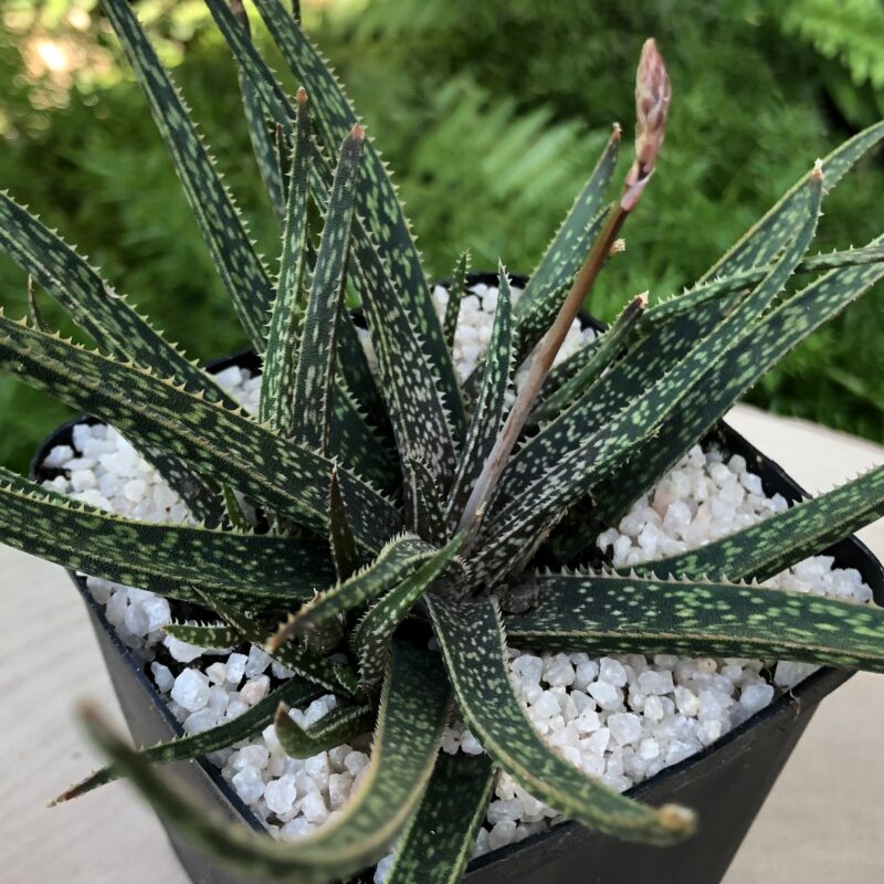 Aloe bellatula - Image 4