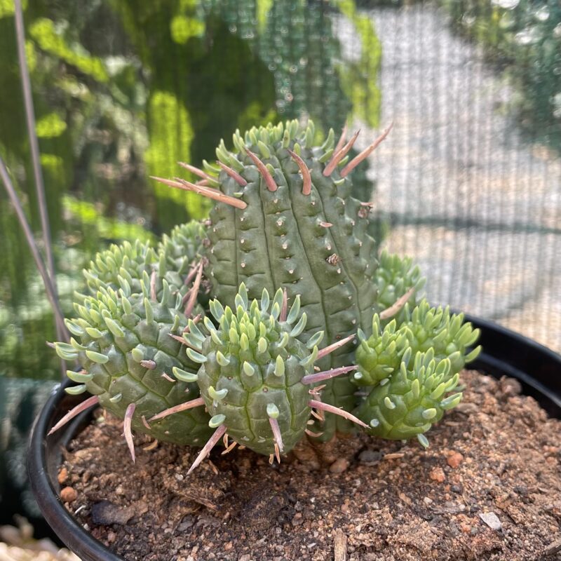 Euphorbia fimbriata