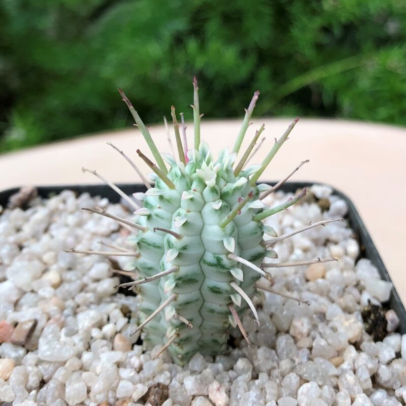 Euphorbia mammillaris 'Variegata'