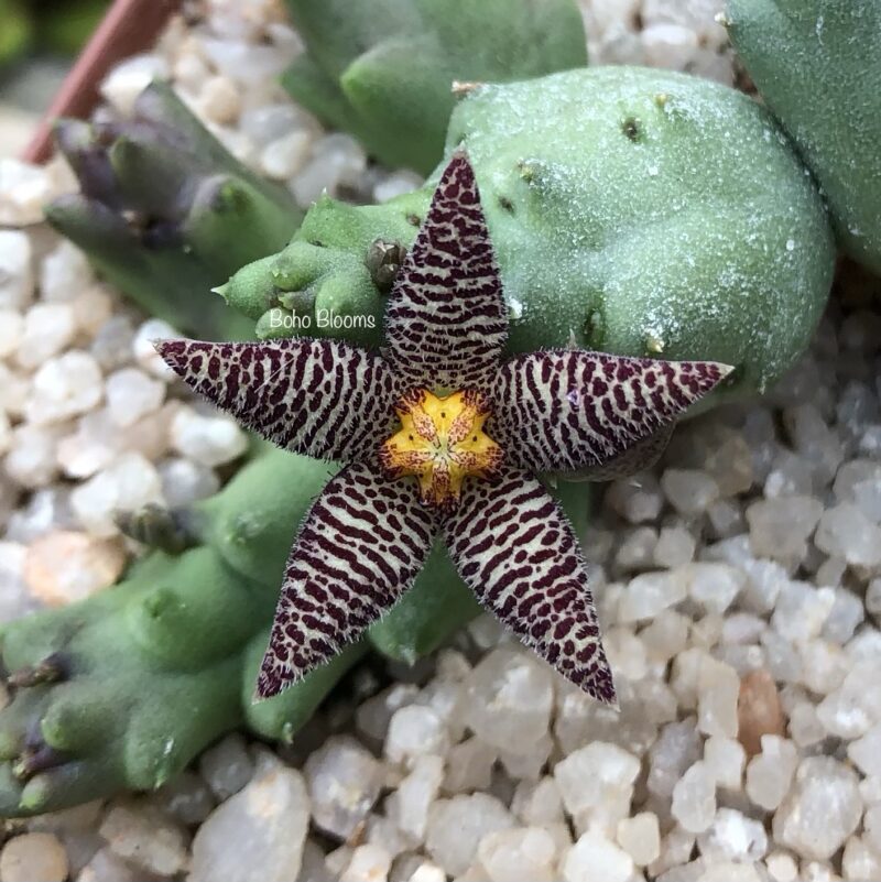 Piaranthus geminatus fma disparilis PVB3737 (NW Barrydale)