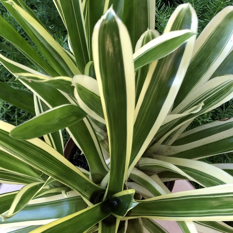Aechmea gamosepala 'Lucky Stripes' - Image 4