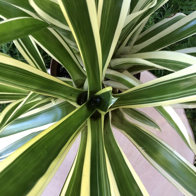 Aechmea gamosepala 'Lucky Stripes' - Image 3