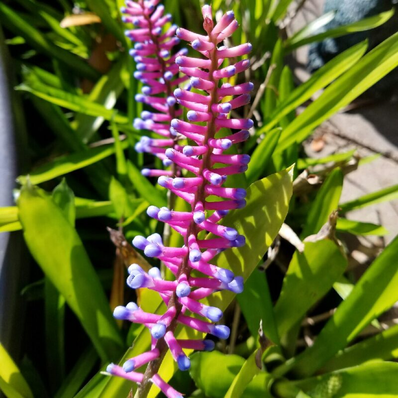 Aechmea gamosepala 'Lucky Stripes' - Image 2