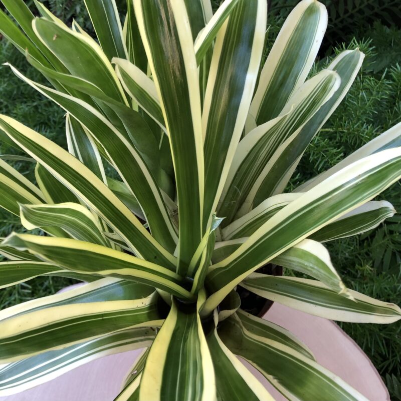 Aechmea gamosepala 'Lucky Stripes'
