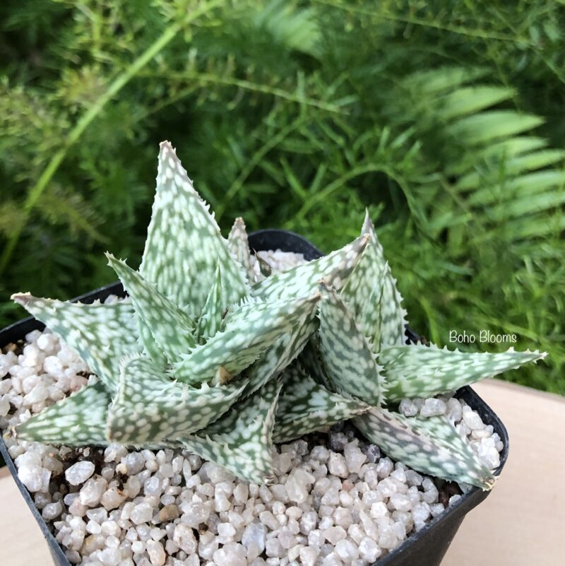 Aloe ‘Chunky Silver’