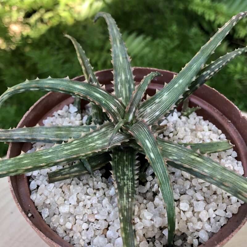 Aloe fleuretteana