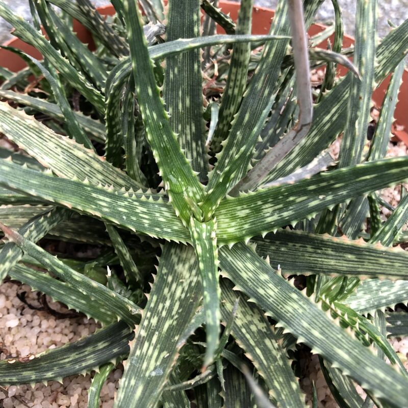 Aloe fleuretteana - Image 2