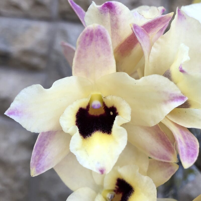 Dendrobium Tian Mu 'Rainbow' - Image 2