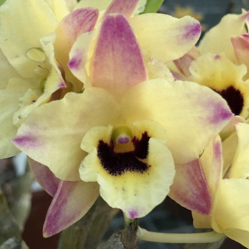 Dendrobium Tian Mu 'Rainbow'