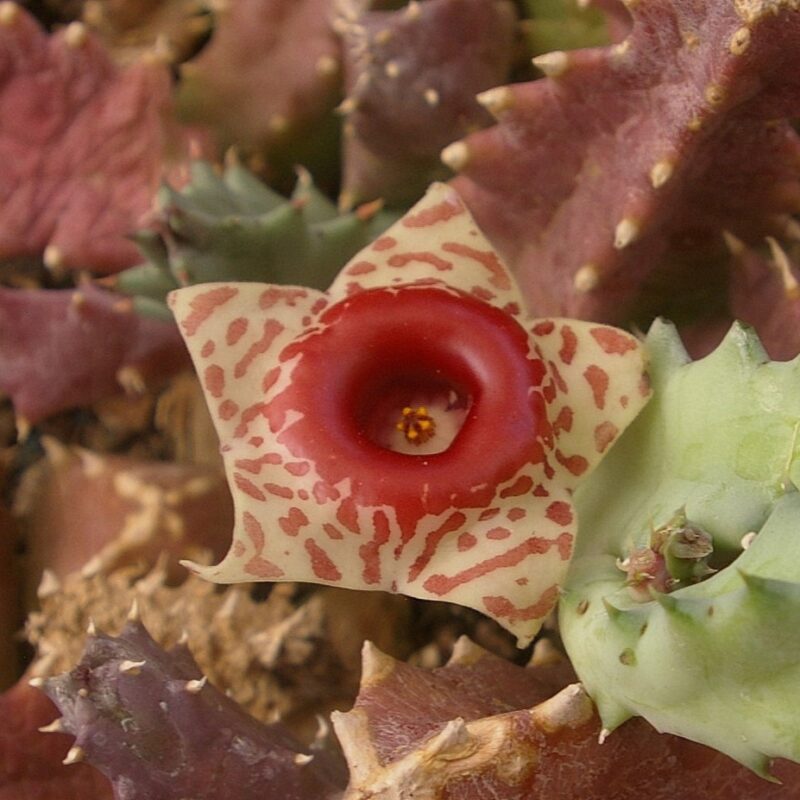 Huernia zebrina subsp insigniflora PVB6598