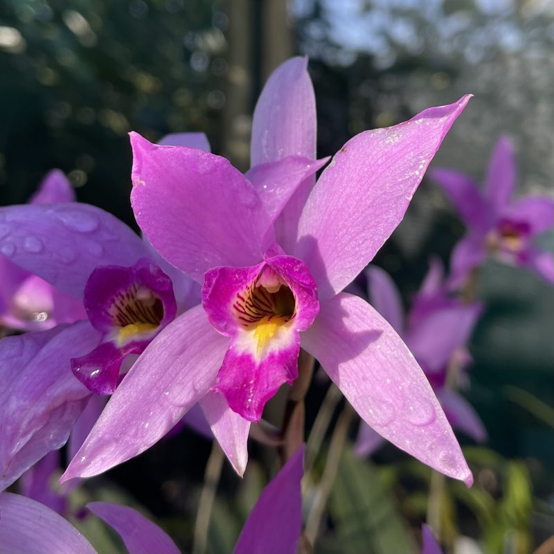 Laelia anceps