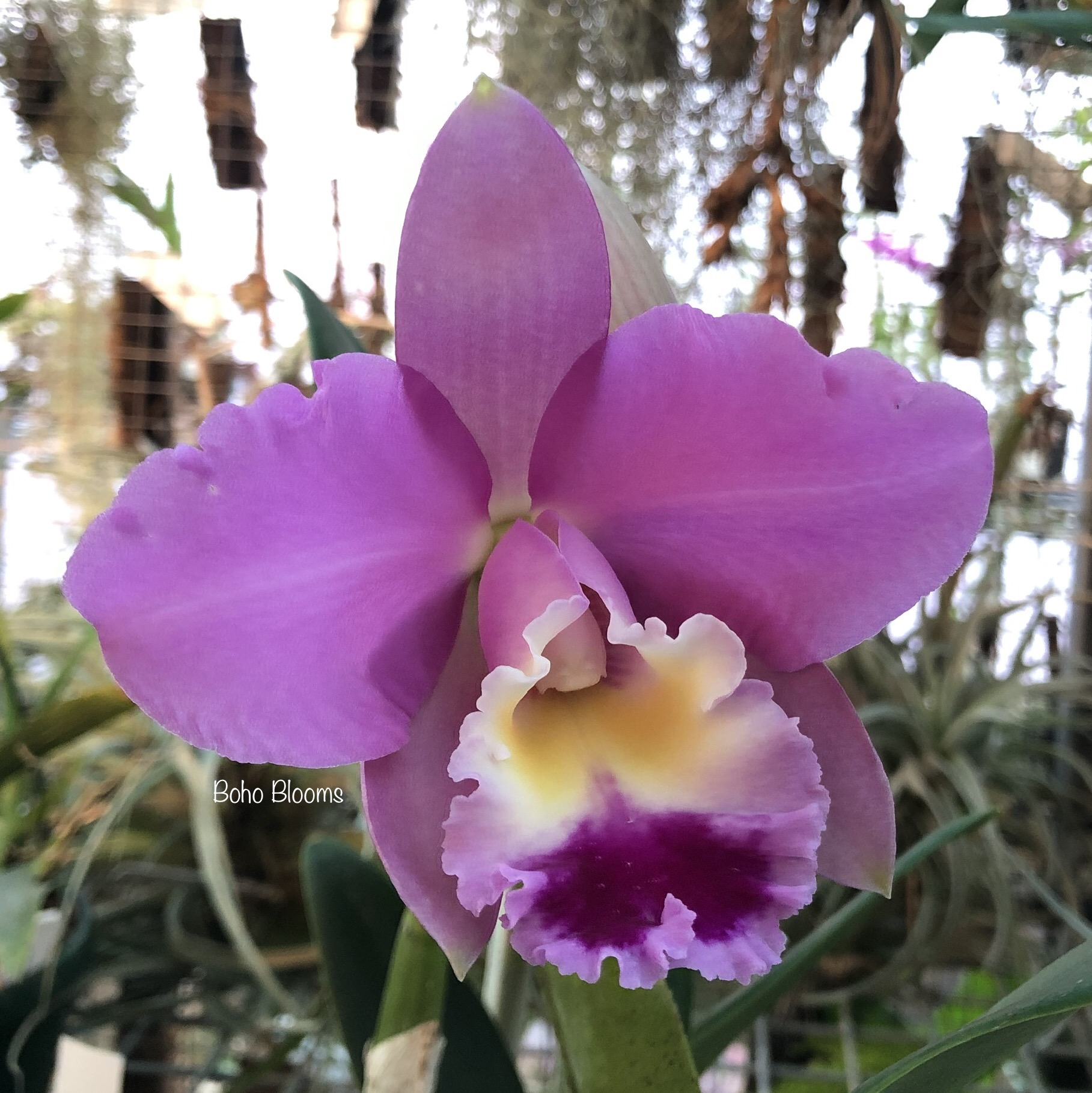 Rlc Spring Dawn 'Top Row' - Image 2