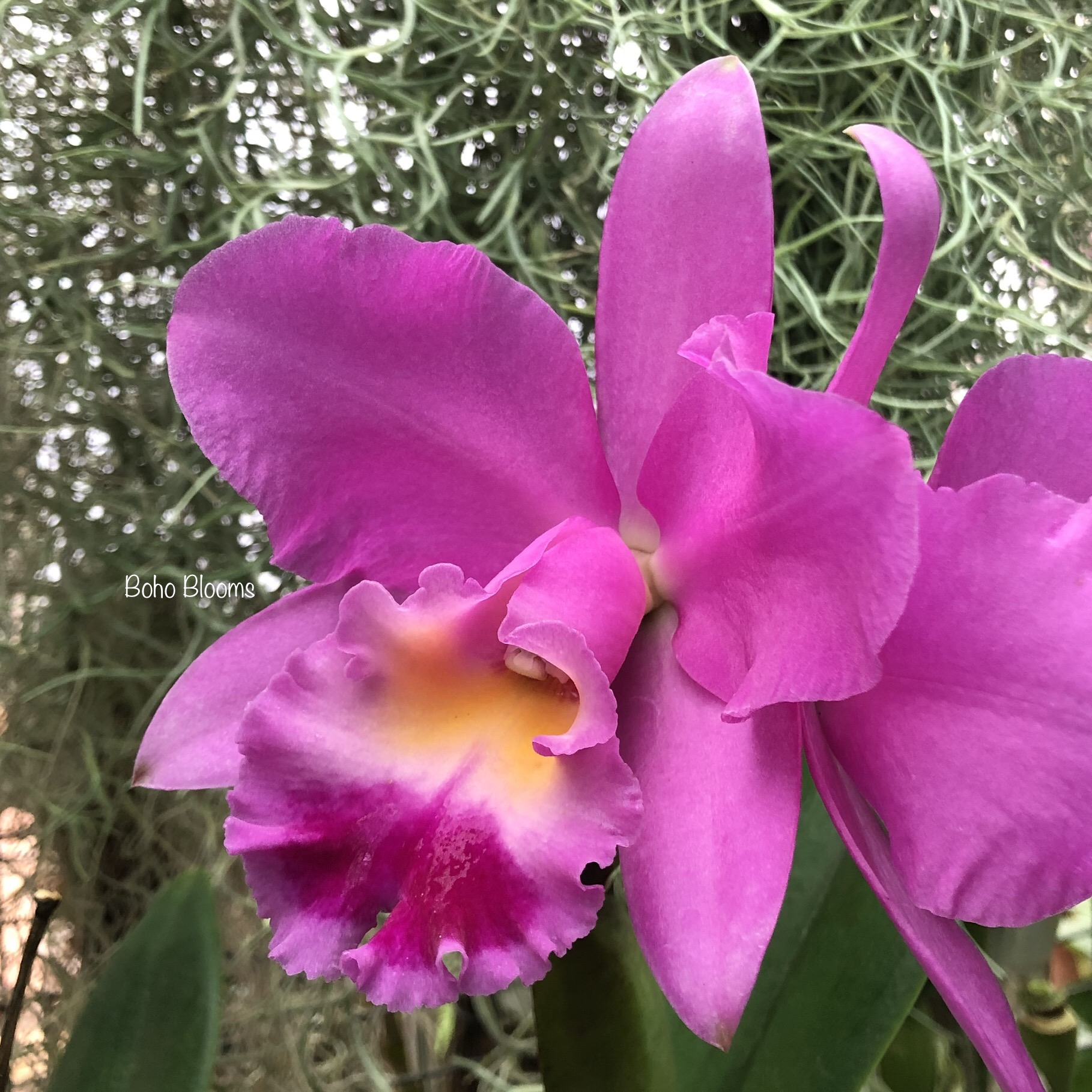 Rlc Spring Dawn 'Top Row' - Image 4