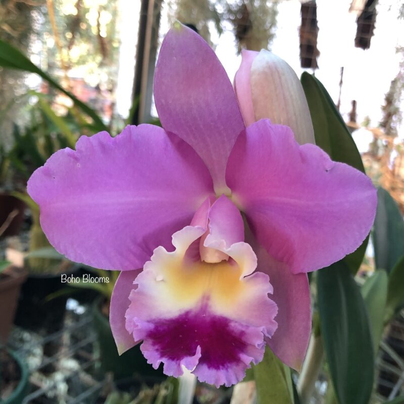 Rlc Spring Dawn 'Top Row'