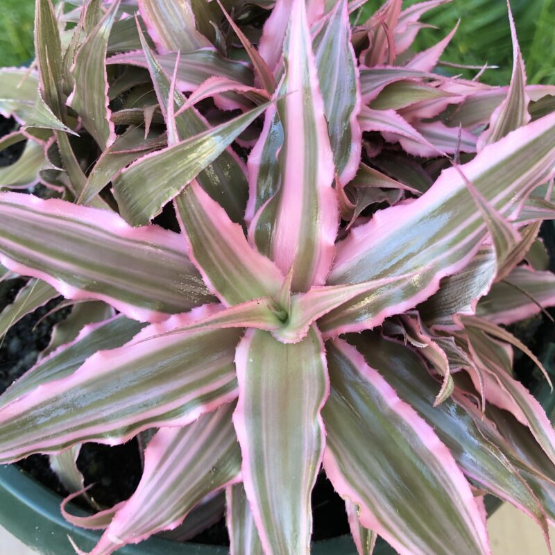 Cryptanthus 'Marian Oppenheimer'