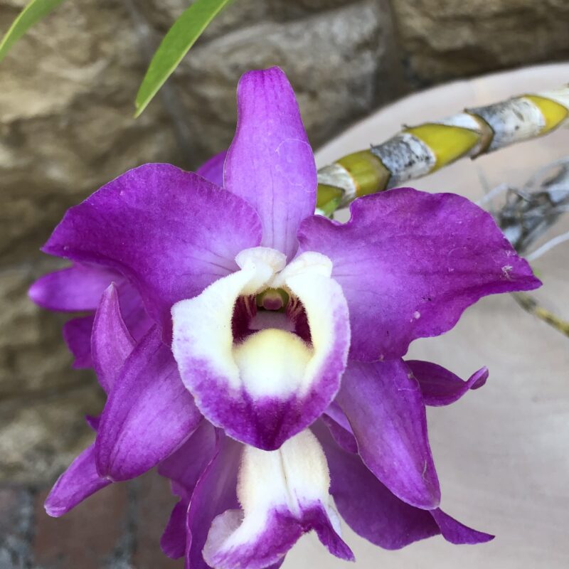 Dendrobium Wonderful Romance