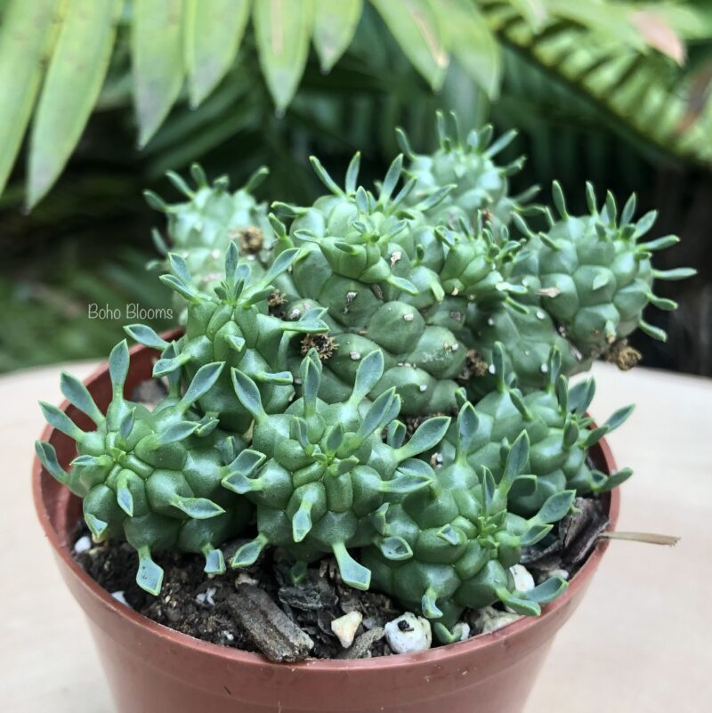 Euphorbia clavarioides