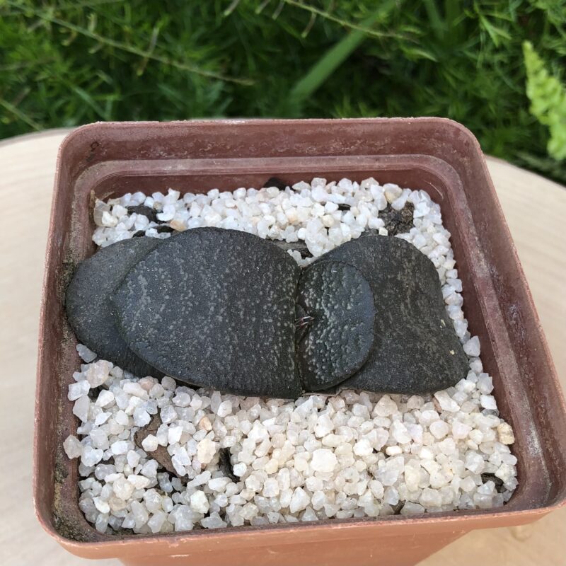 Gasteria armstrongii