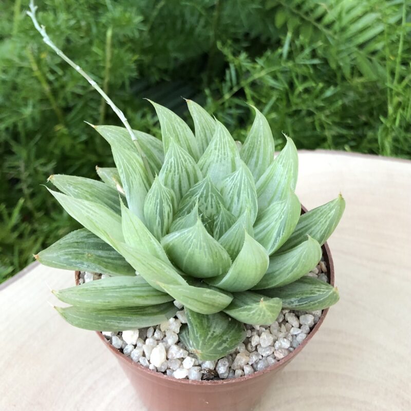 Haworthia cymbiformis 'Variegata'