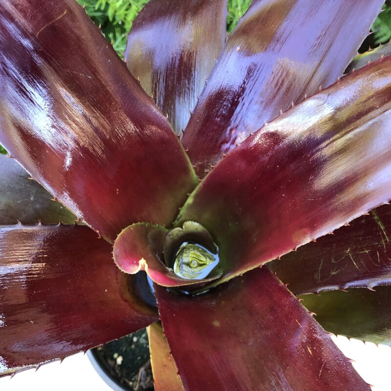 Neoregelia 'The Duke' - Image 2