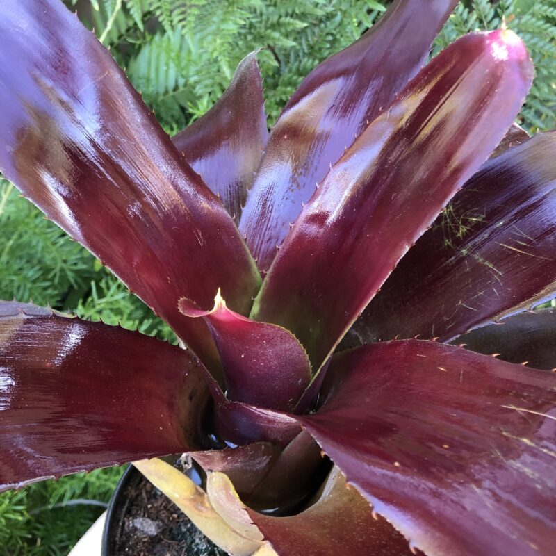 Neoregelia 'The Duke' - Image 3